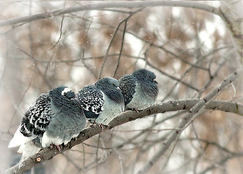 Птички зимойphoto preview