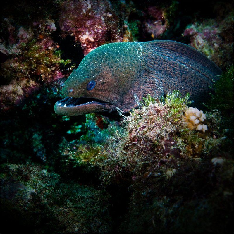 Бабушко фото превью