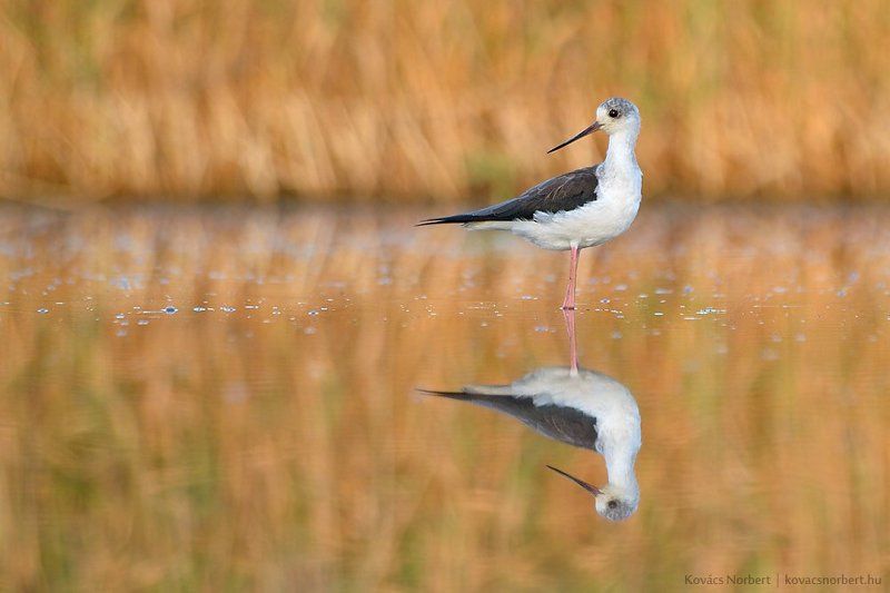 Black-winged Stiltphoto preview