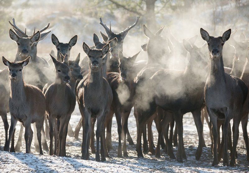 благородный олень, дыхание, мороз пар, национальный парк гауя Минус 25 в Национальном парке Гауяphoto preview