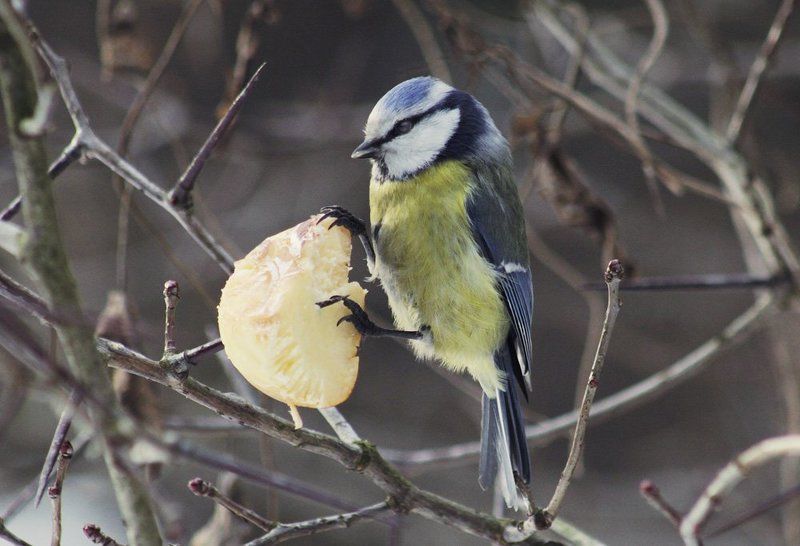 - фото превью