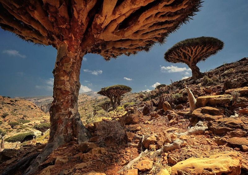 Socotra Islandphoto preview