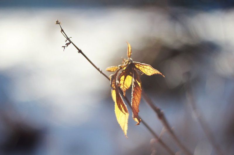 Поцелуй солнцаphoto preview