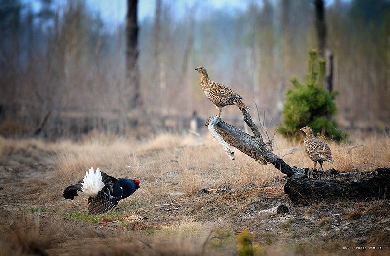 Тетерева, токphoto preview