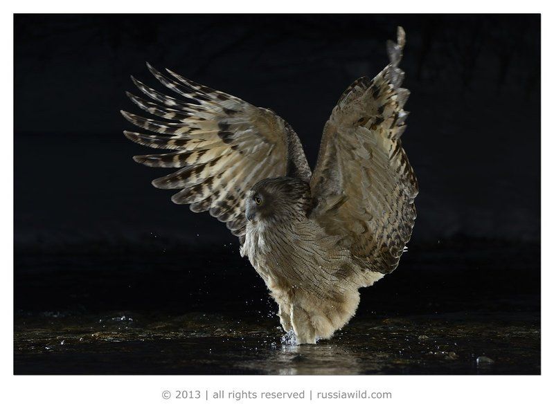 Дальневосточный рыбный филин, Дикая природа россии, Красная книга Танец рыбного филинаphoto preview