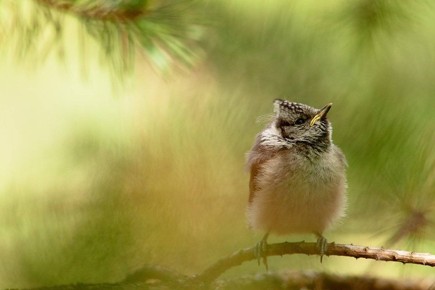 птенец, Юлия Втюрина