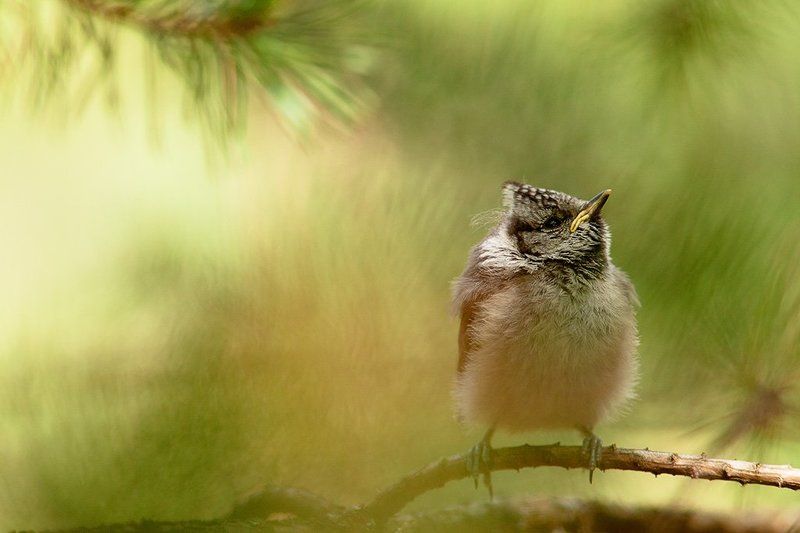 птенец маленький мечтательphoto preview
