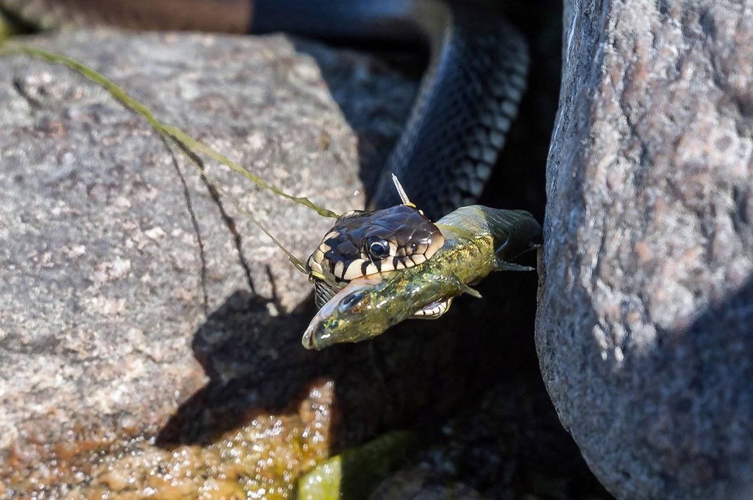 Автор: Александр Абросимов , Александр Абросимов