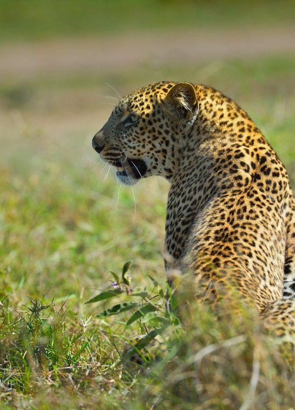 Африка Кения леопрад весь во вниманииphoto preview