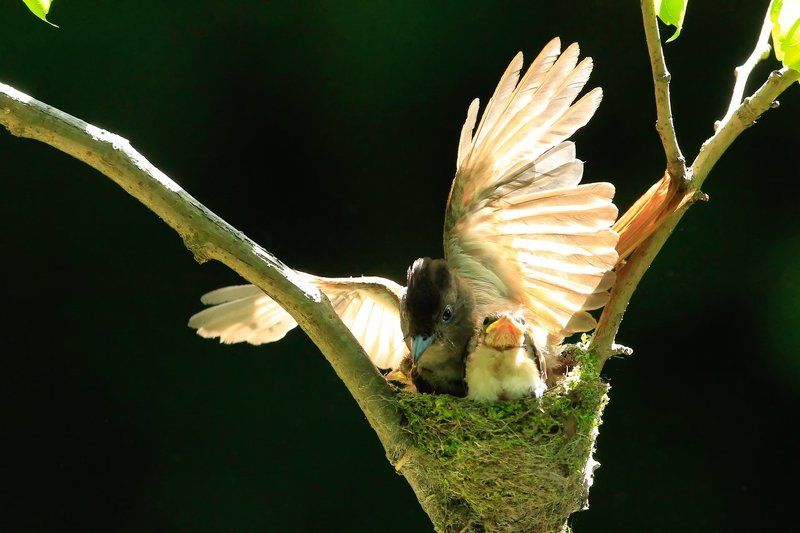 Affectionphoto preview