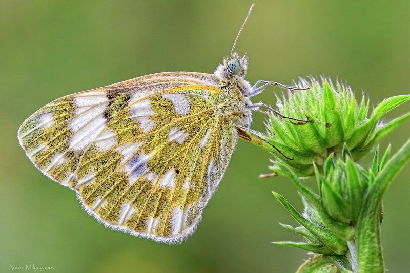 Макро, Природа Белянка рапсовая (Pontia daplidice)photo preview