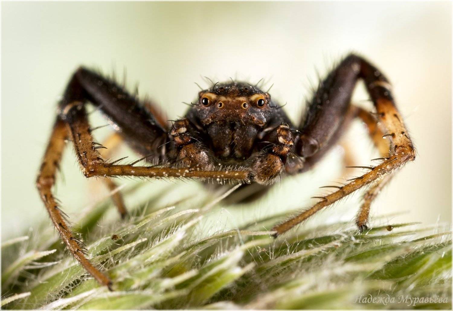 Thomisidae, Xysticus, Бокоход, Ксистикус, Паук, Надежда Муравьёва