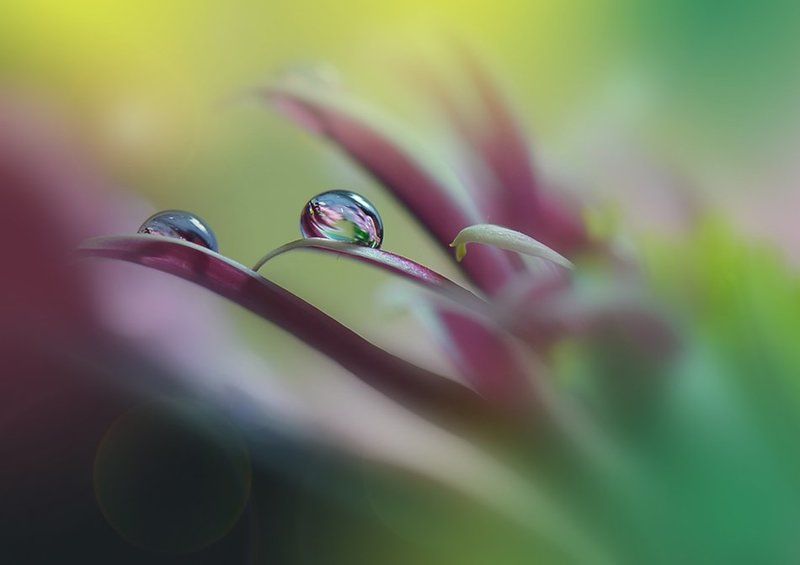 ***0***photo preview