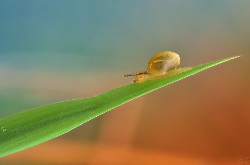 маленький джентльменphoto preview