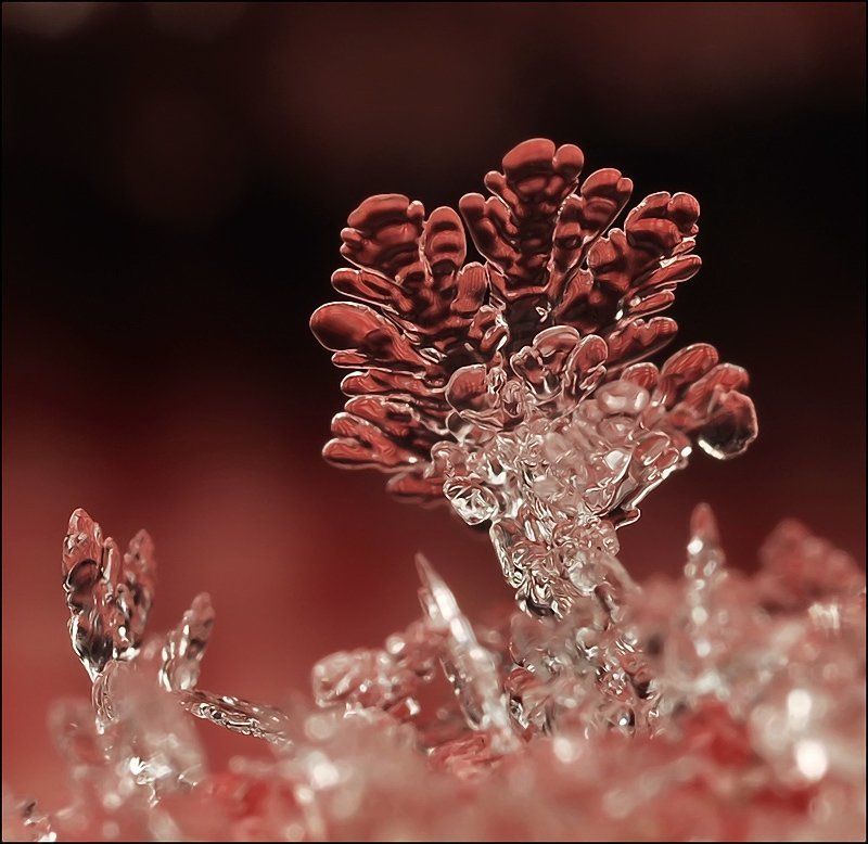 Алое противостояние...photo preview