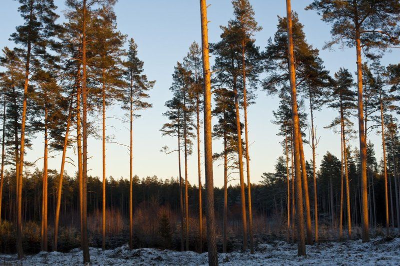 Bечерphoto preview