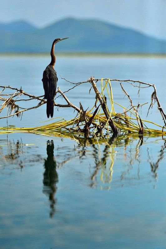 утро на озереphoto preview