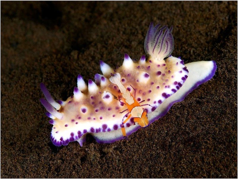 Бали, Дайвинг, Индонезия, Макро Симбиозphoto preview