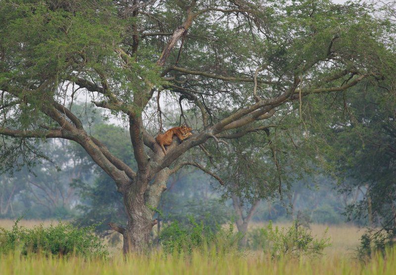 Спят усталые игрушки...photo preview