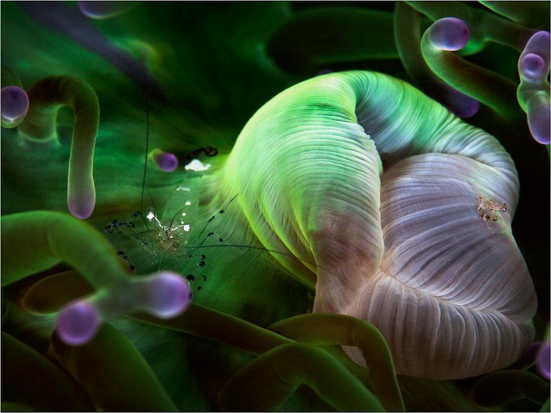 Diving, Kho Phangan, Thailand, Underwater photography, Актиния, Дайвинг, Ко Панган, Подводная фотография, Таиланд Солярисphoto preview