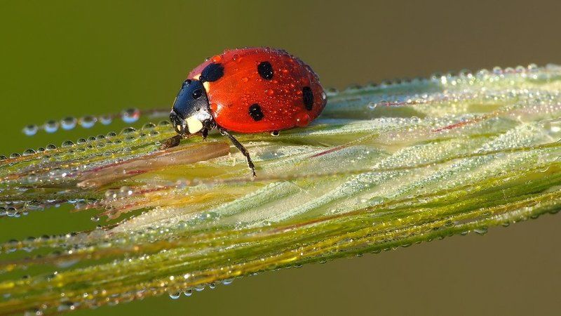 Bubamaraphoto preview