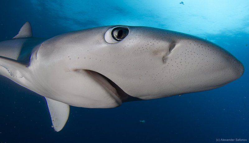 Shark, Sharks ghostphoto preview