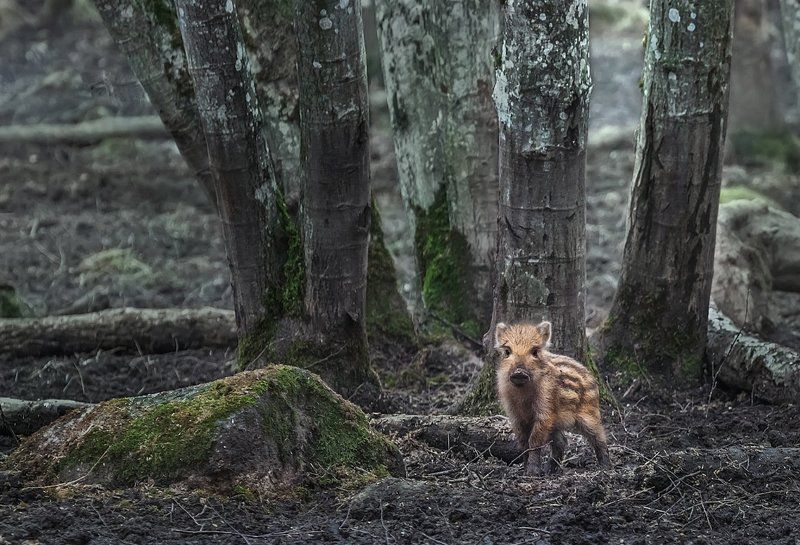 Один домаphoto preview