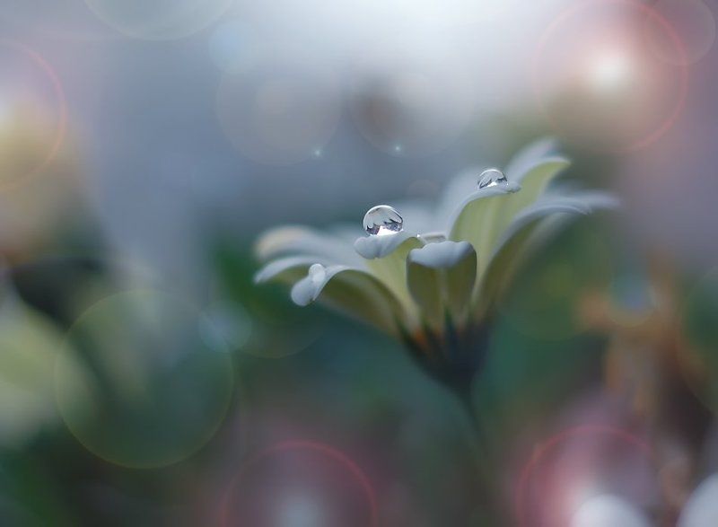 Bokeh, Closeup, Drop, Flower, Garden, Macro, Reflection, Water Remake..photo preview