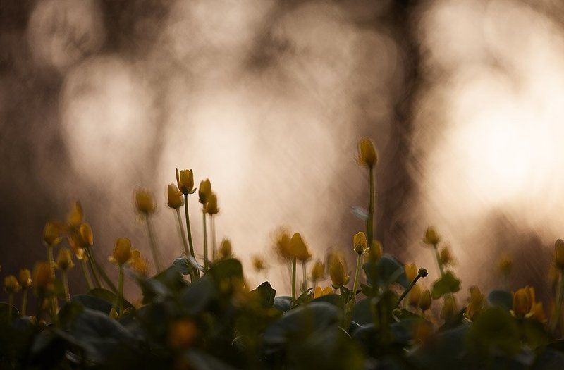 чистяк, весенний закат с чистякомphoto preview