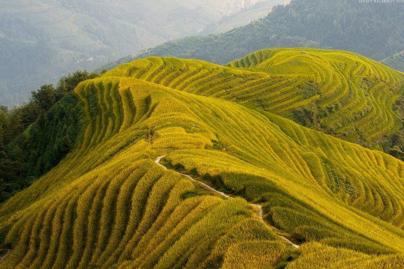 china, китай, рисовые террасы Made in Chinaphoto preview