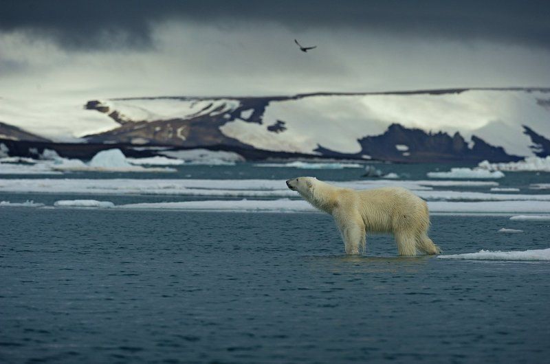 Ледовитый крайphoto preview