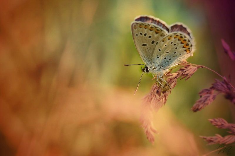 одиночкаphoto preview