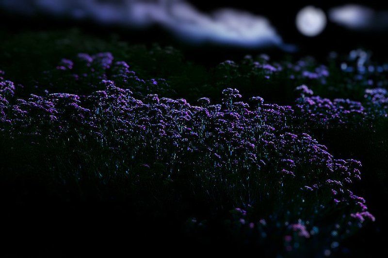 wake,art,moon,flowers, Тайна ночьphoto preview