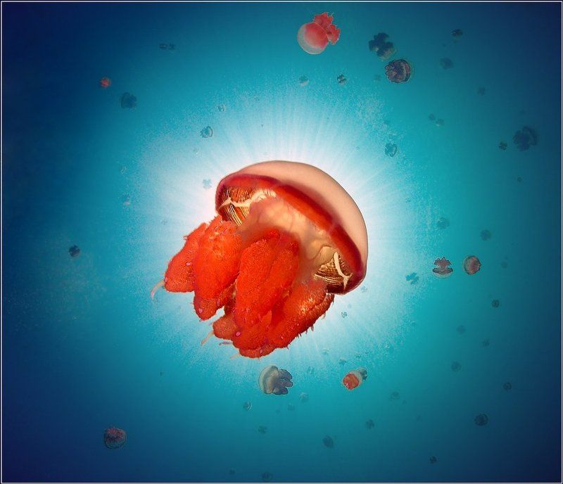 Индонезия, Какабан, Медуза ***photo preview