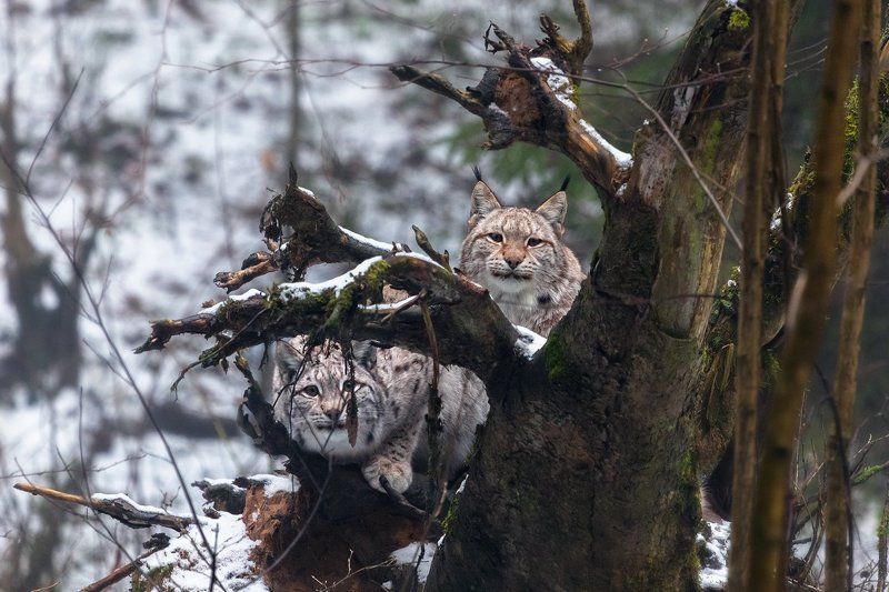 Рысь Дружная парочкаphoto preview