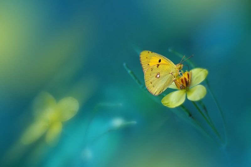 Bokeh, Butterfly, Closeup, Flower, Green, Macro `~*~*~*~`photo preview
