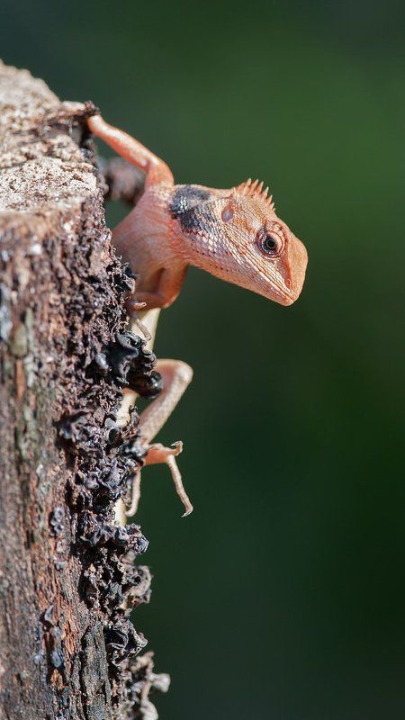 хамелеон Хамелеонphoto preview