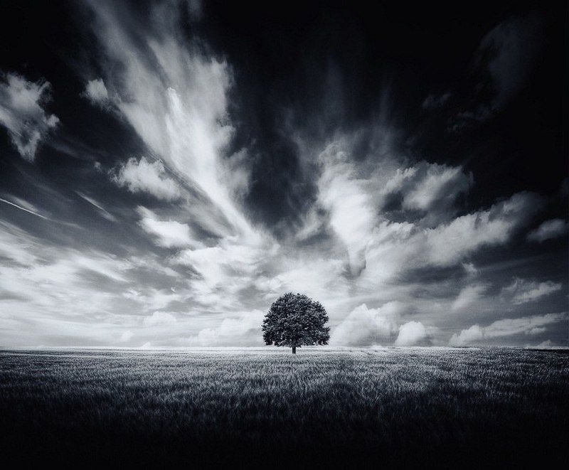 Дерево, Небо, Облака, Поле, Черное белое Облачноphoto preview