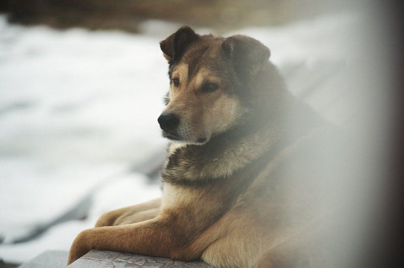 Дворовый пёс, Настоящий друг Другphoto preview