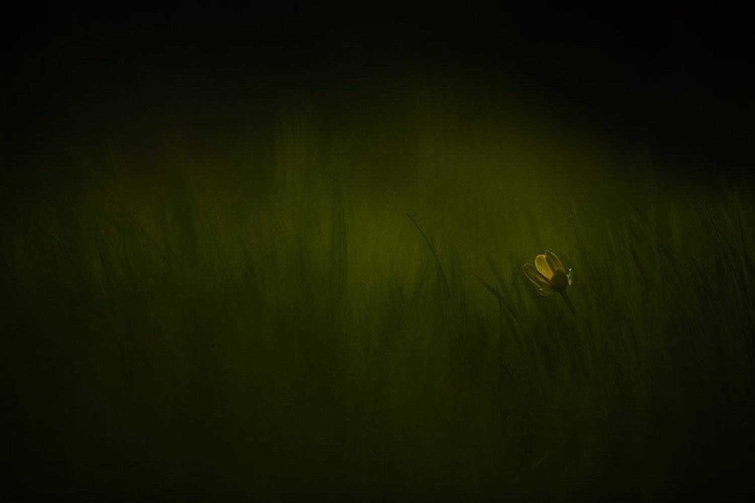 чистяк, фонарик, Юлия Втюрина