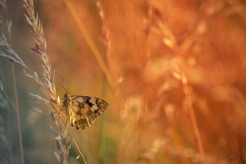 nature Melenargia galatheaphoto preview