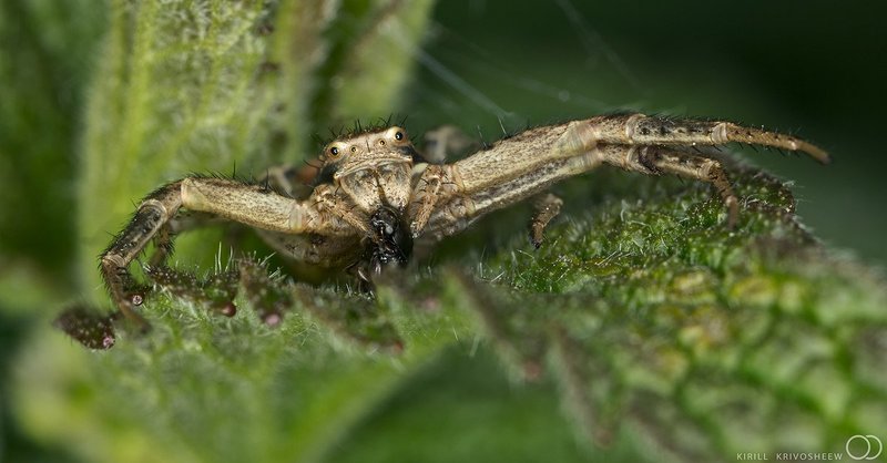 Бокоход, добыча, жук, зеленый, краб, макро, насекомые, паук, природа С добычейphoto preview