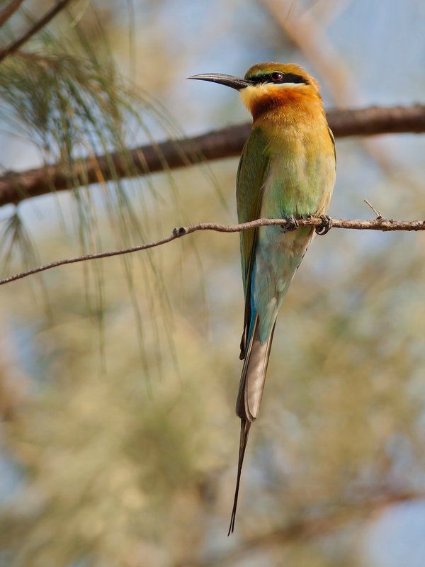 щурка, синехвостая В дозоре.photo preview