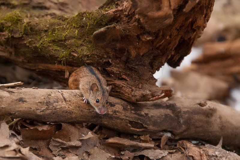 Найди меняphoto preview