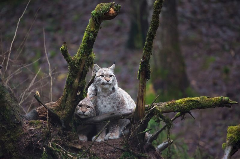 Рысятаphoto preview