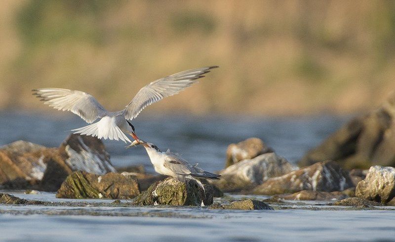 Птицphoto preview