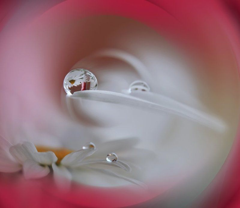Closeup, Colors, Drop, Fine art, Flower, Macro, Red, Reflection, Water Galaxy..photo preview