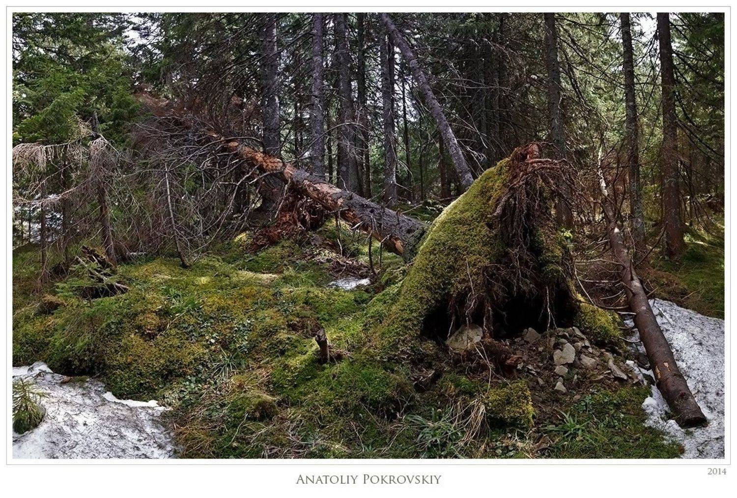 , Анатолий Покровский