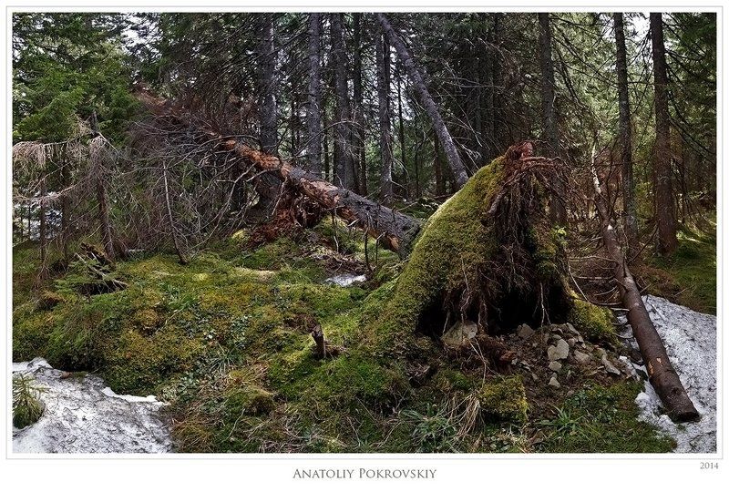 Бурелом фото превью