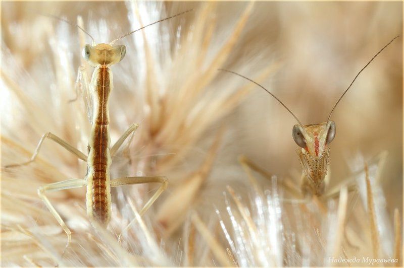 Iris, Polystictica, Богомол, Ирис, Личинки Выйти на свет или остаться в тени?photo preview